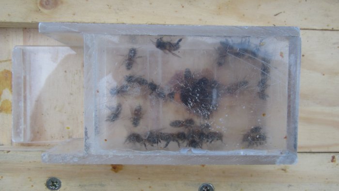 Boite prélèvement abeilles