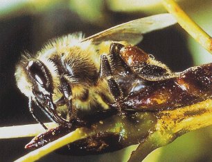 Abeille récoltant de la propolis