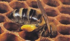 Abeille
            sur cellules