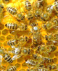 Abeilles et
            reine